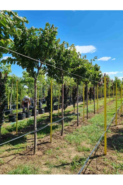 Сакура дрібнопильчаста Канзан на штамбі - ком/вис.350-400см/Ø120-150см/ШТАМБ 180-200см/обхват 20-24см